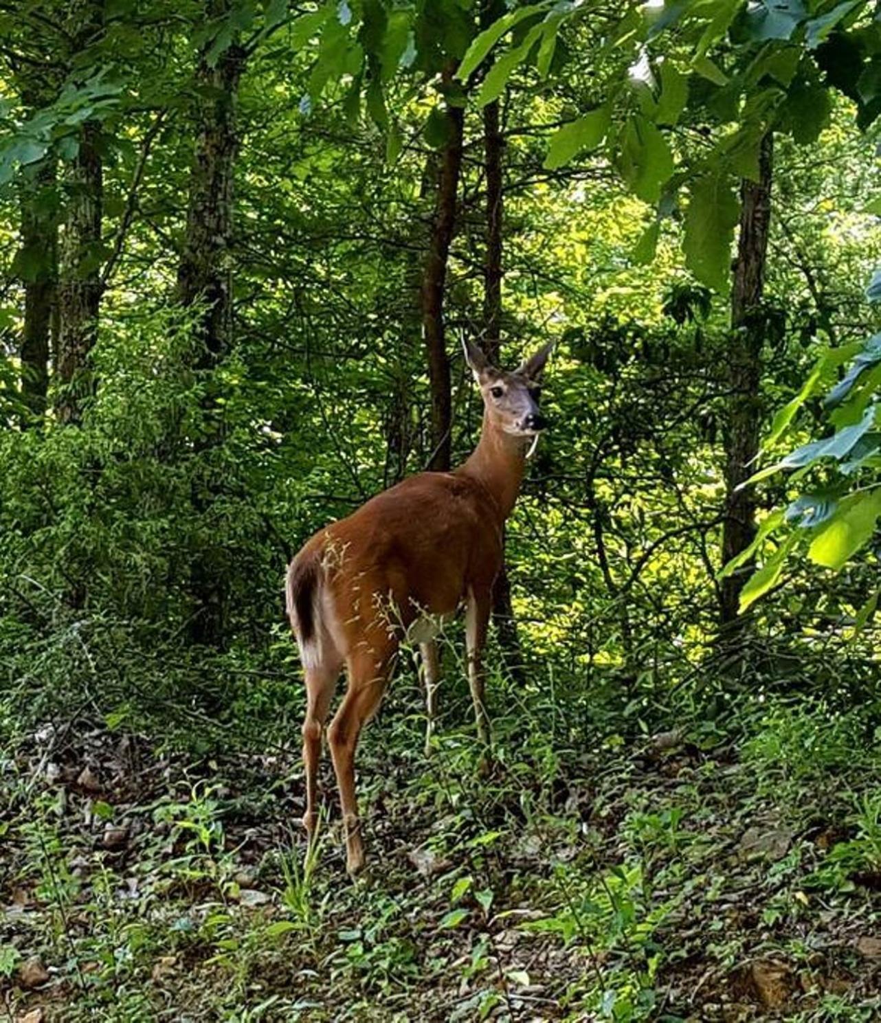 Peace, Serenity & Relaxation In The Smokies! Gatlinburg Εξωτερικό φωτογραφία