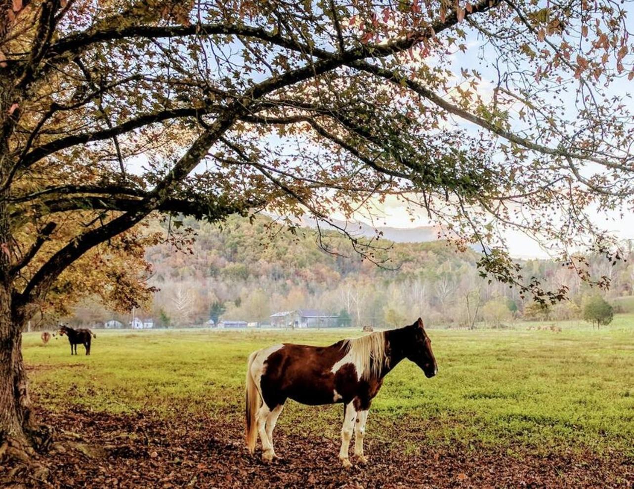 Peace, Serenity & Relaxation In The Smokies! Gatlinburg Εξωτερικό φωτογραφία
